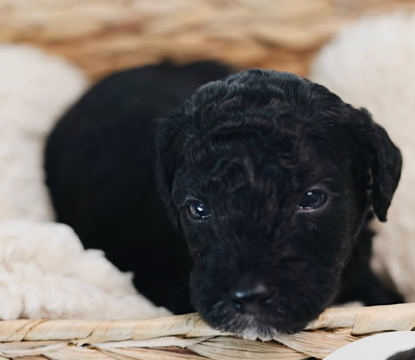 Beau - Canterbury Canines puppy
