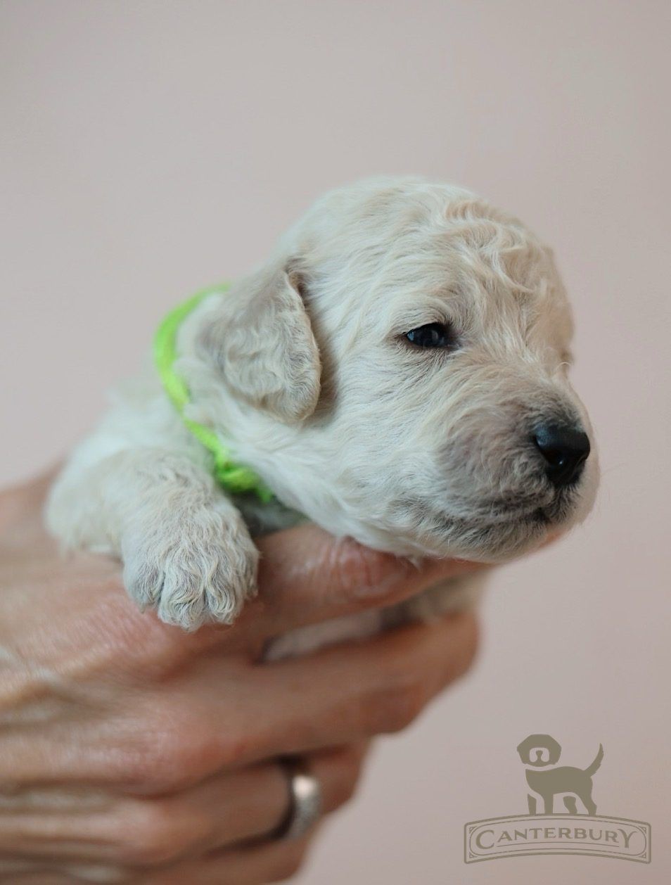 Munchkin photo 1