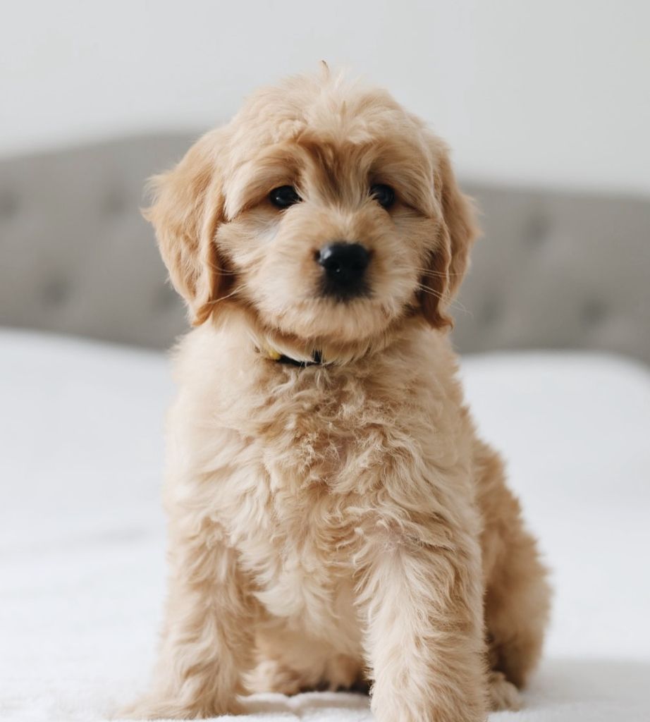 Bentley - Canterbury Canines puppy