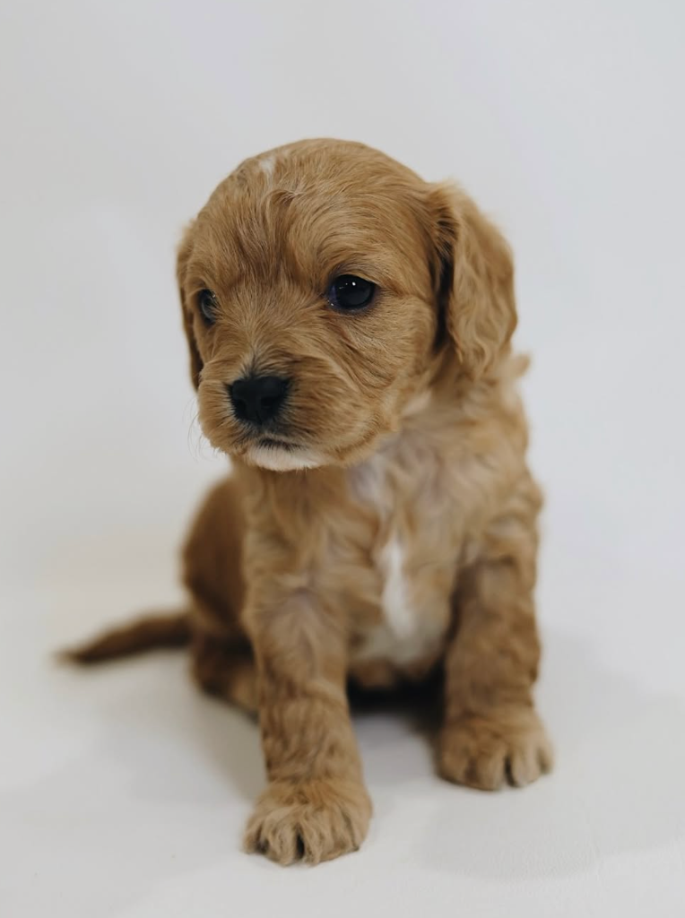 Arnold Schwarzenegger - Canterbury Canines puppy