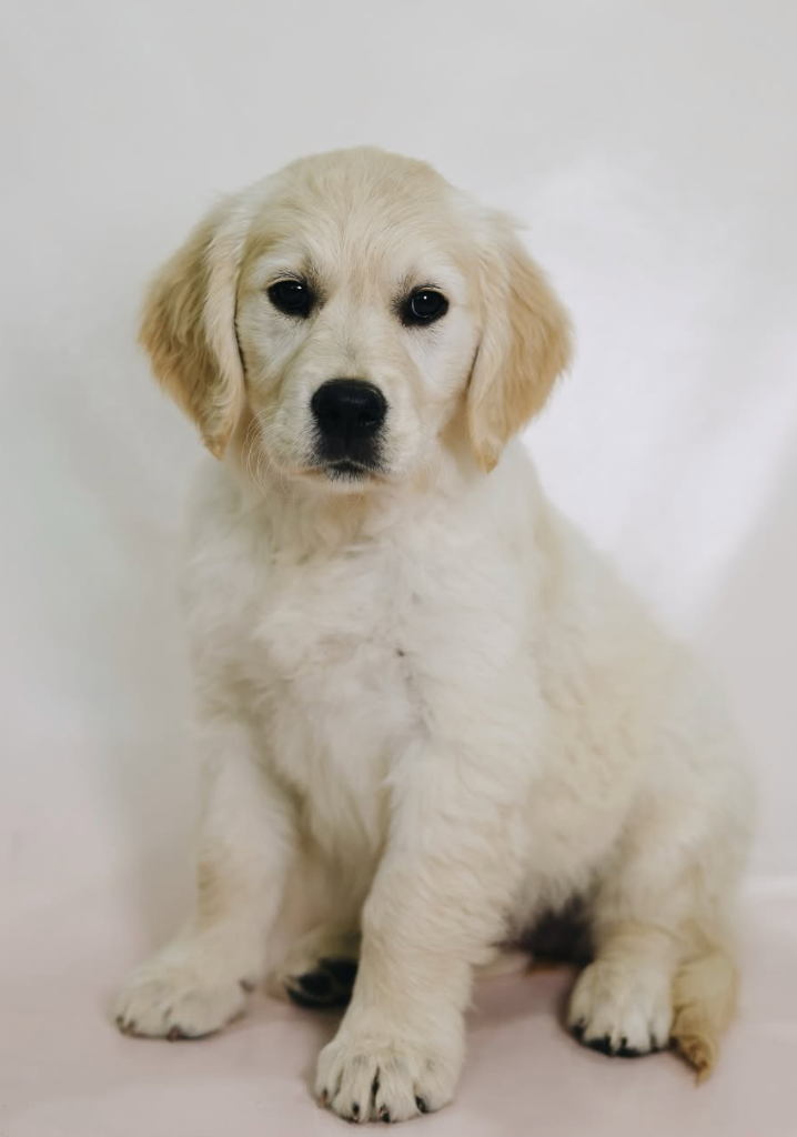 Bailey - Canterbury Canines puppy