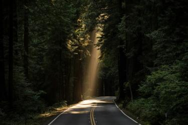 Road curving through a forest of tall trees in a dark forest with a beam of light shining down