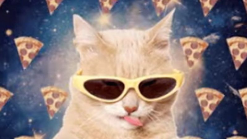 Run the Jewels share the insanely cat-tastic new video for "All Meow Life"
