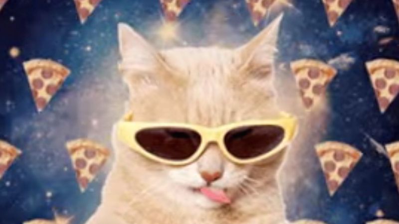 Run the Jewels share the insanely cat-tastic new video for "All Meow Life"