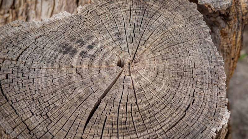 How Tree Rings Help You Read Centuries of Drought, Fire, and Change