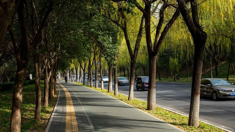 Why City Trees Work Best When They Are Treated as Infrastructure