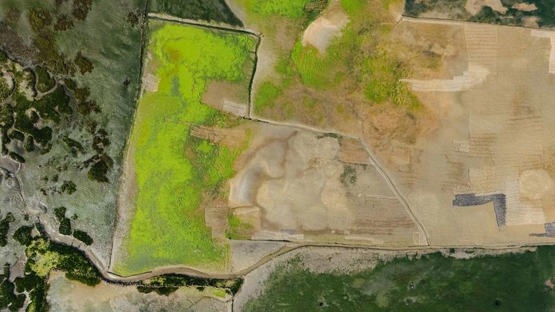 Understand How Wetlands Can Lower Flood Risk—and Where They Need Backup