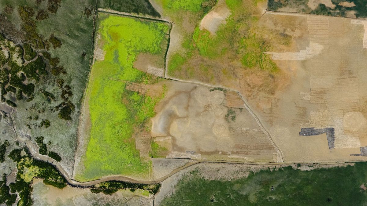 Understand How Wetlands Can Lower Flood Risk—and Where They Need Backup