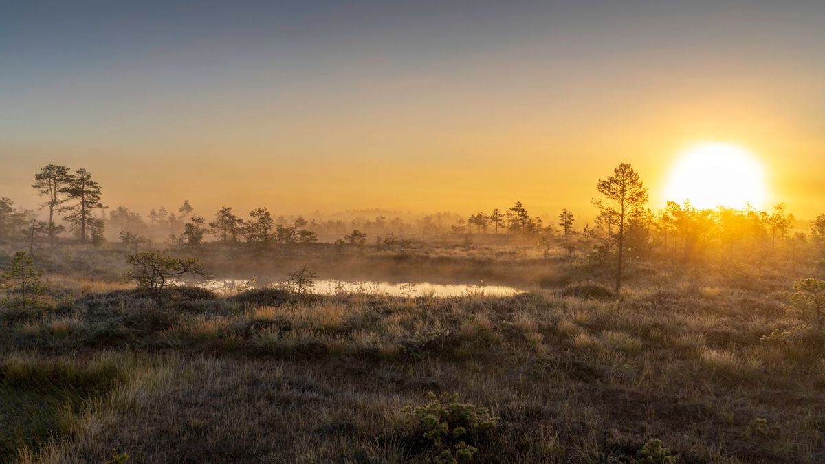 Peatlands: Why Some of the World’s Wettest Landscapes Hold So Much Carbon