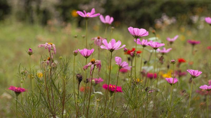 How to Choose Native Plants for a Pollinator Garden That Will Actually Thrive