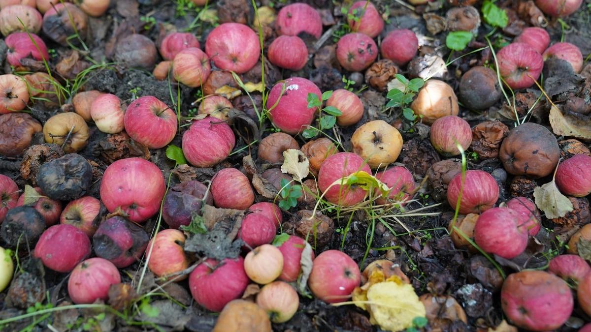 Composting Versus Anaerobic Digestion: Which Food-Scrap System Fits the Waste Stream?