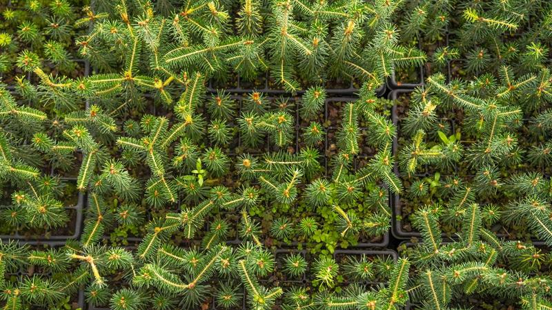 Natural Regeneration Versus Tree Planting: Choosing the Right Path for Forest Restoration