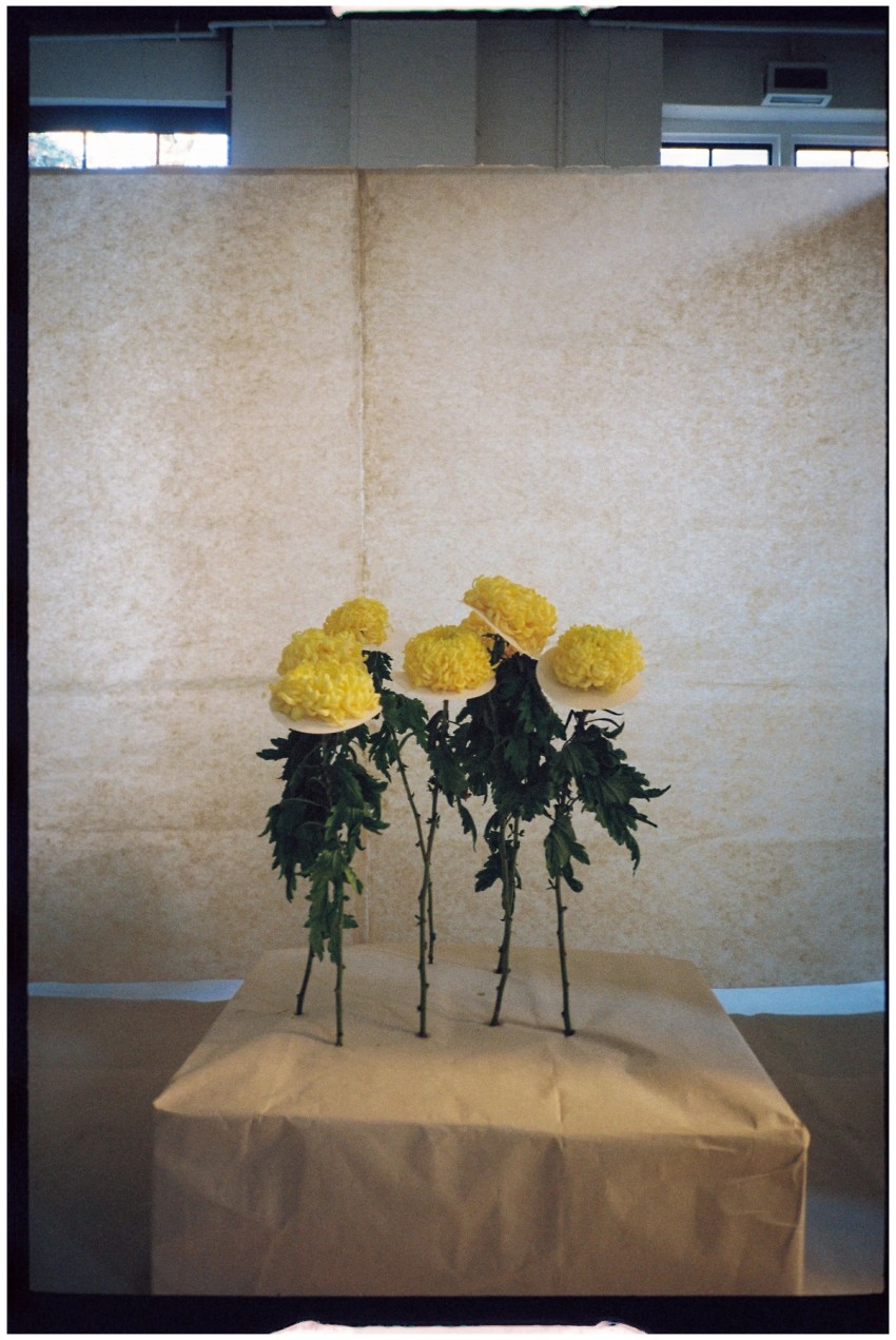 Chrysanthemum by India Hobson