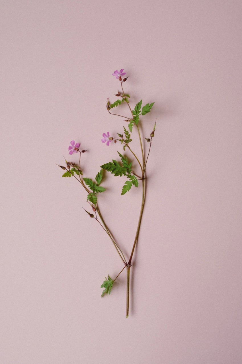 roadside flowers by India Hobson