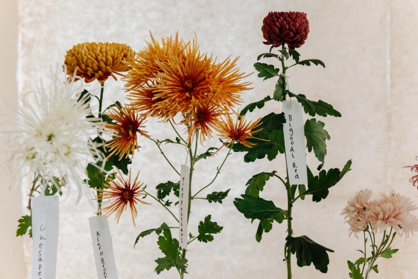 Chrysanthemum by India Hobson