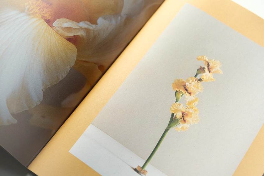 commissions by India Hobson