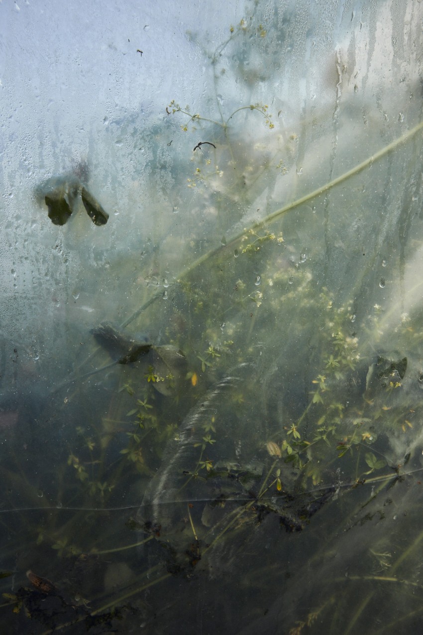 polytunnel paintings by India Hobson
