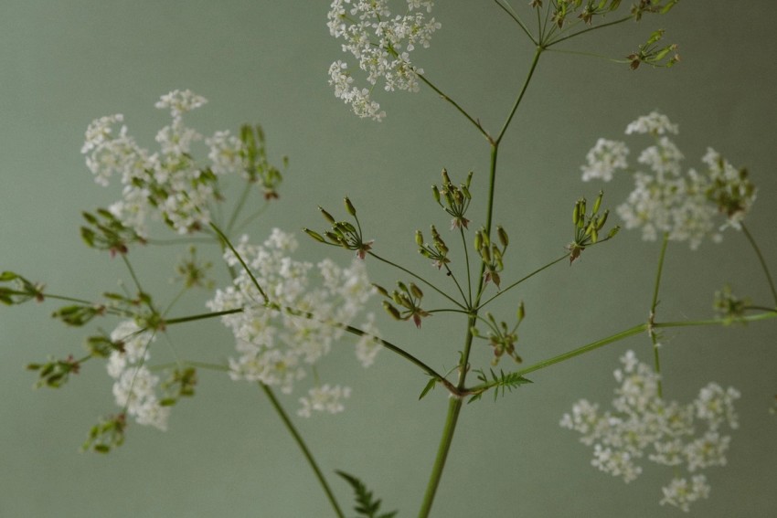 roadside flowers by India Hobson