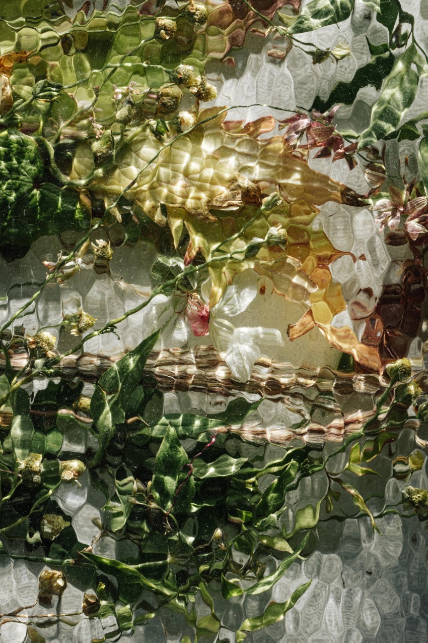 flower paintings by India Hobson