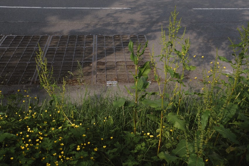 roadside flowers by India Hobson