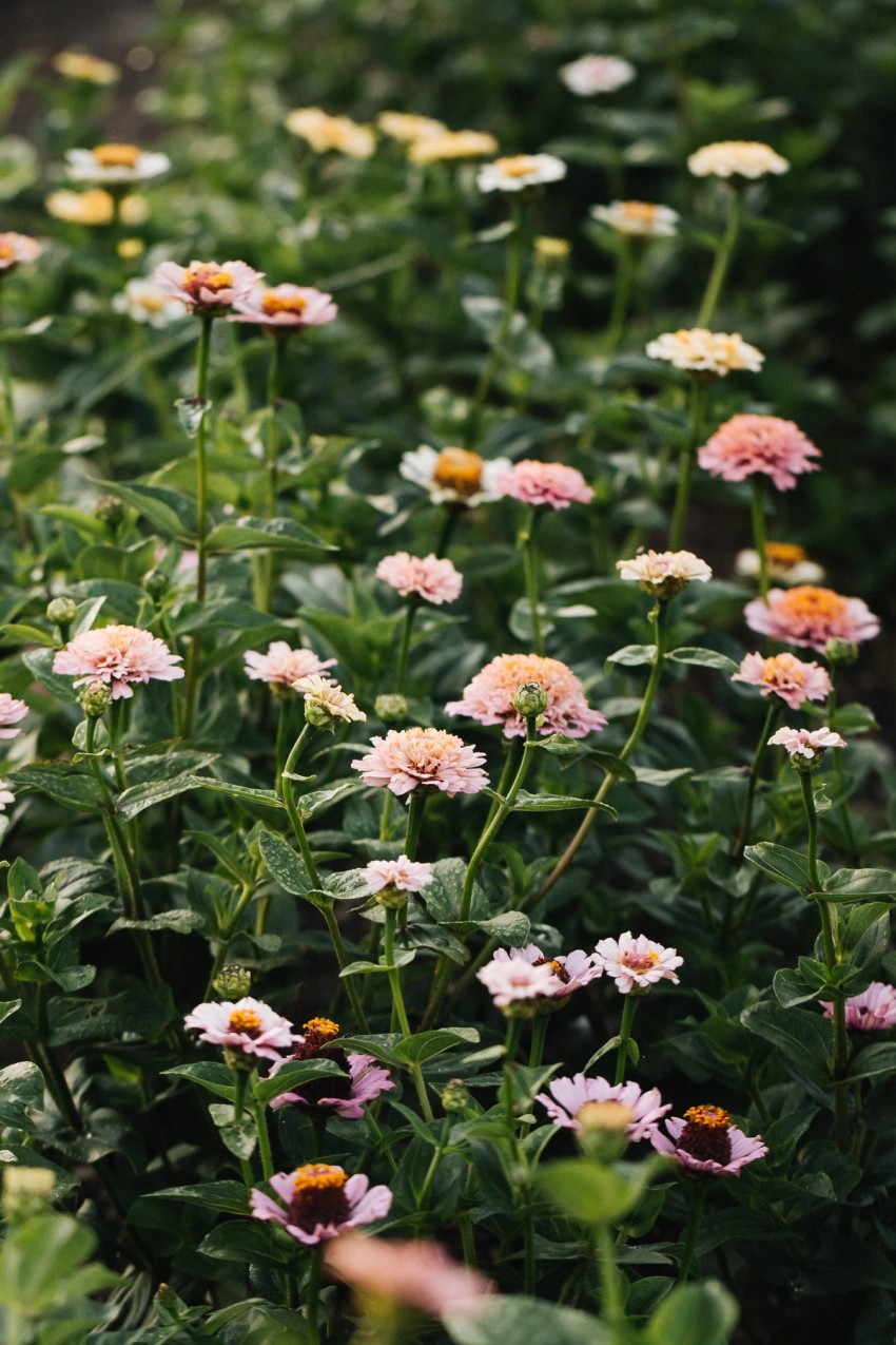 Petalon Flowers by India Hobson