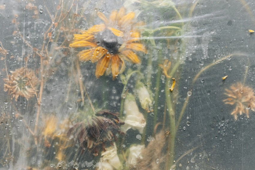 polytunnel paintings by India Hobson