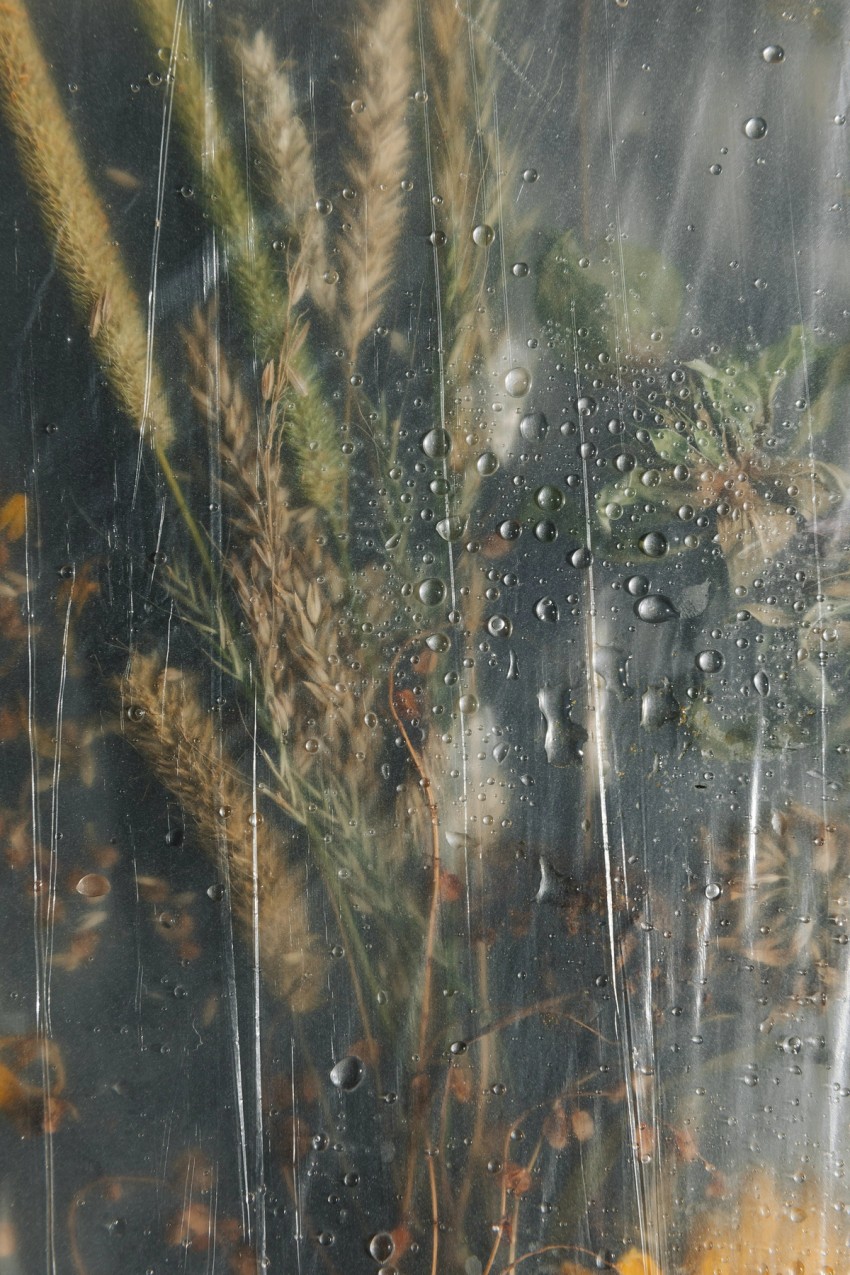 polytunnel paintings by India Hobson
