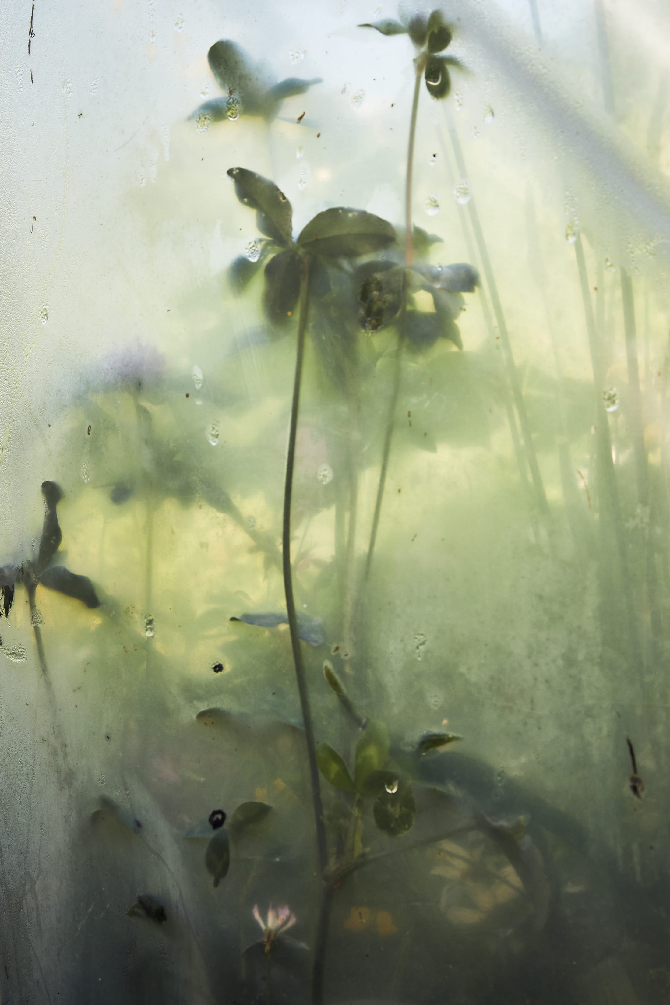 polytunnel paintings by India Hobson