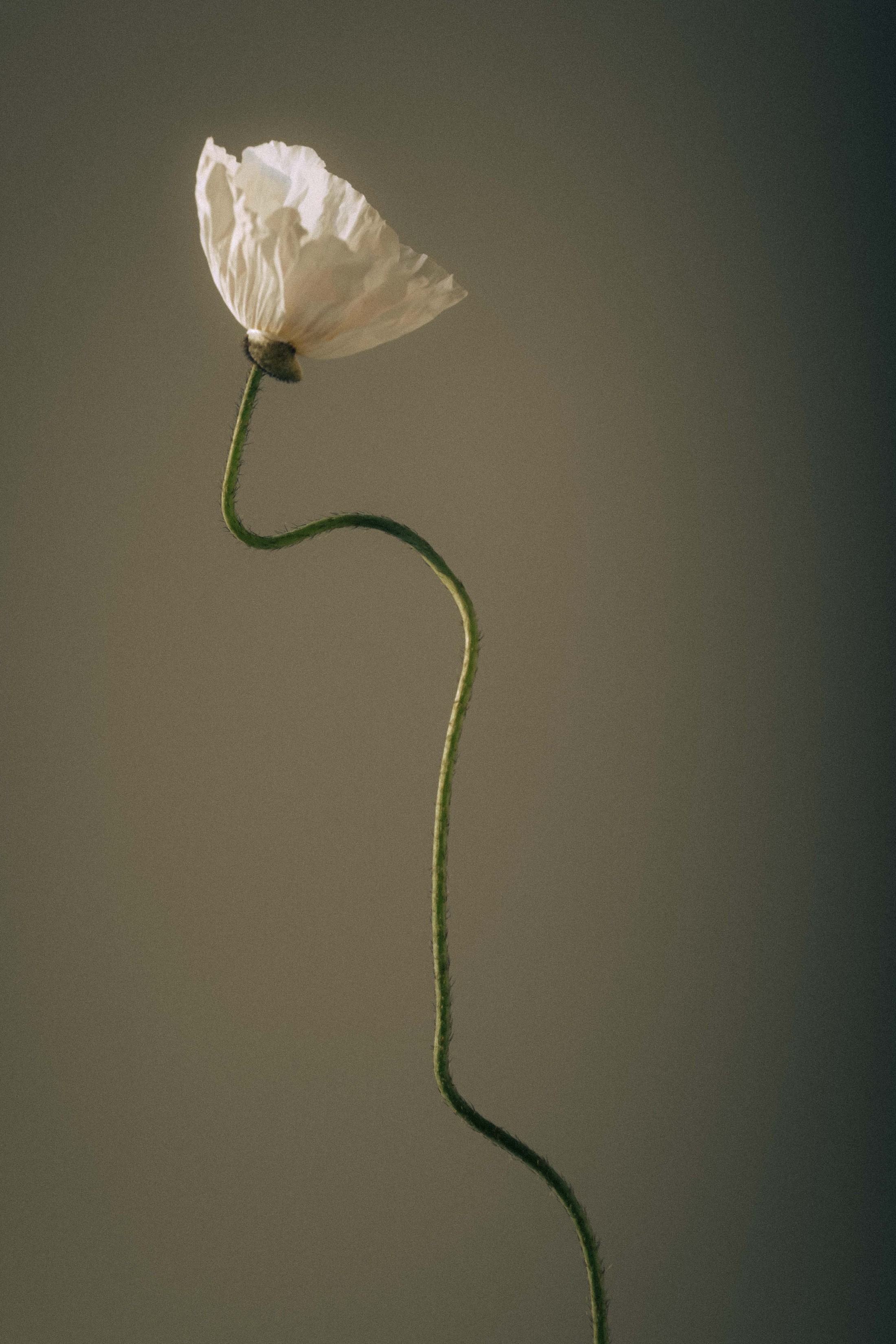 flora by India Hobson