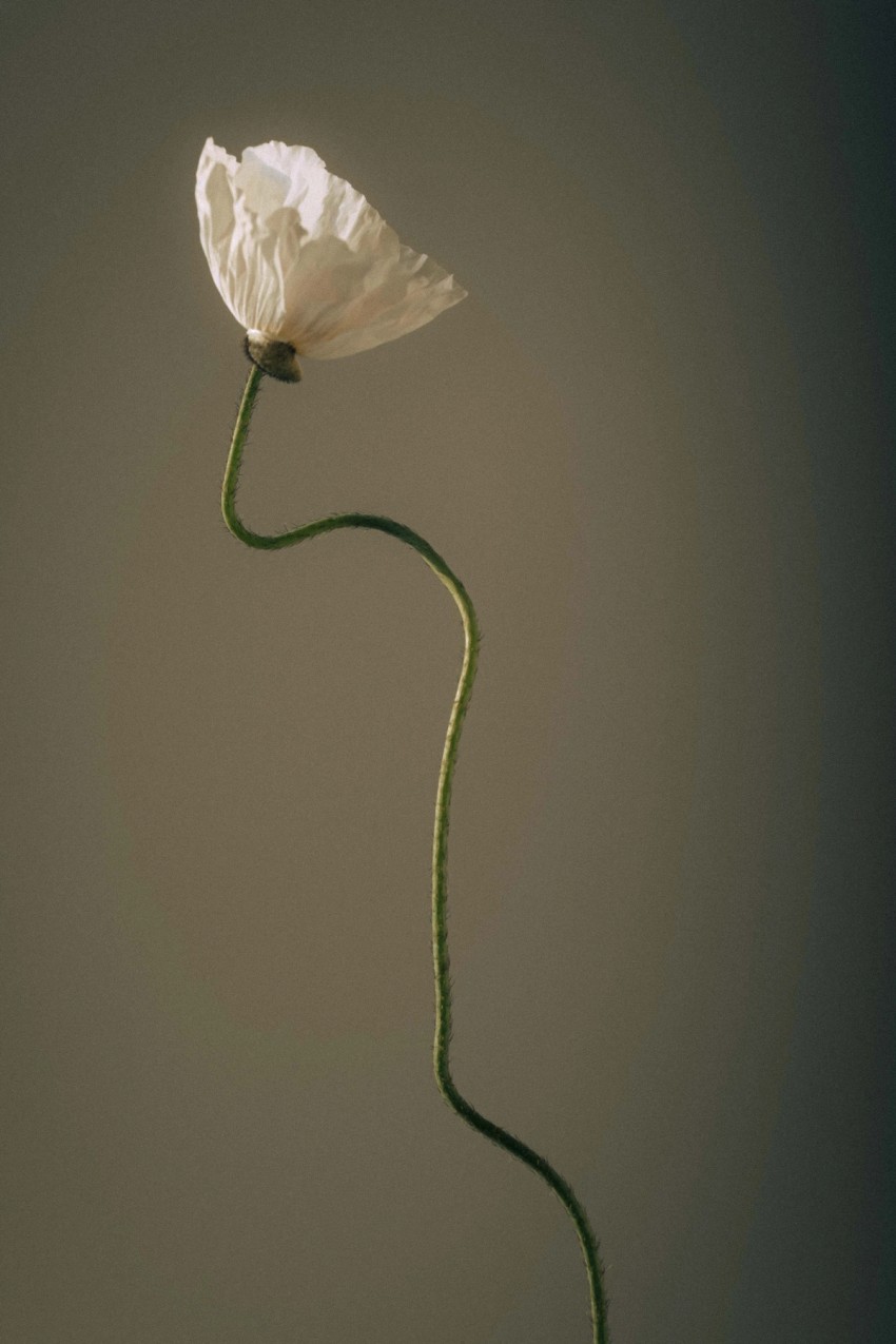flora by India Hobson