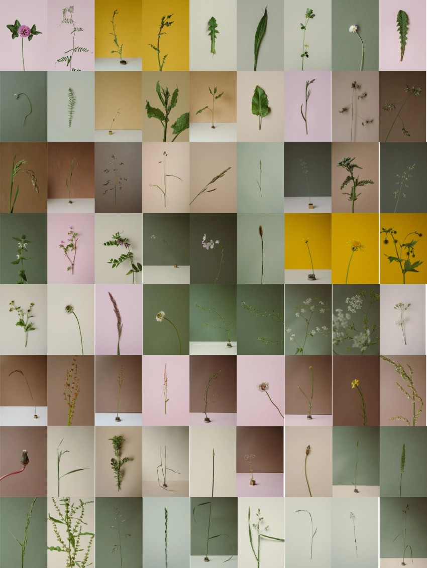 roadside flowers by India Hobson