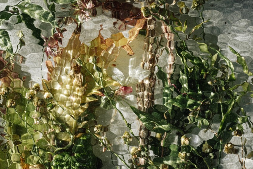 flora by India Hobson