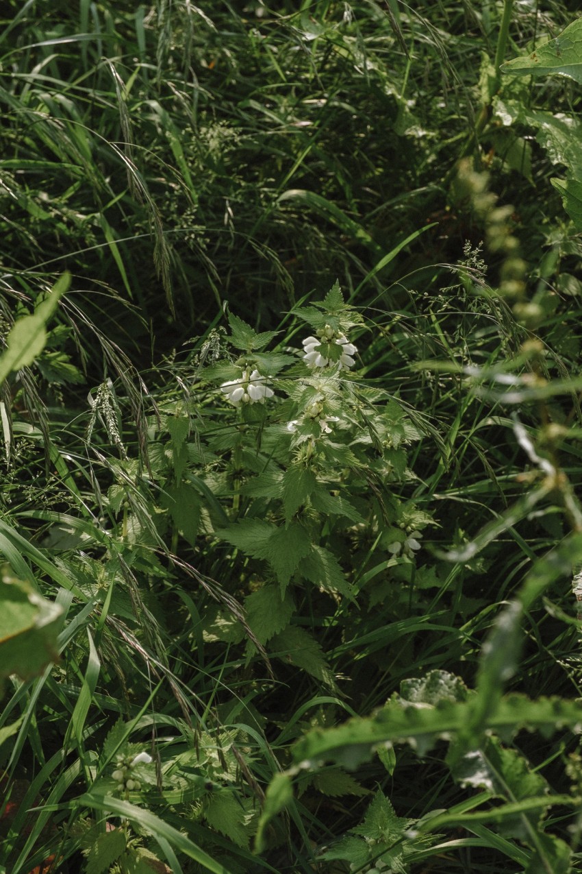 roadside flowers by India Hobson