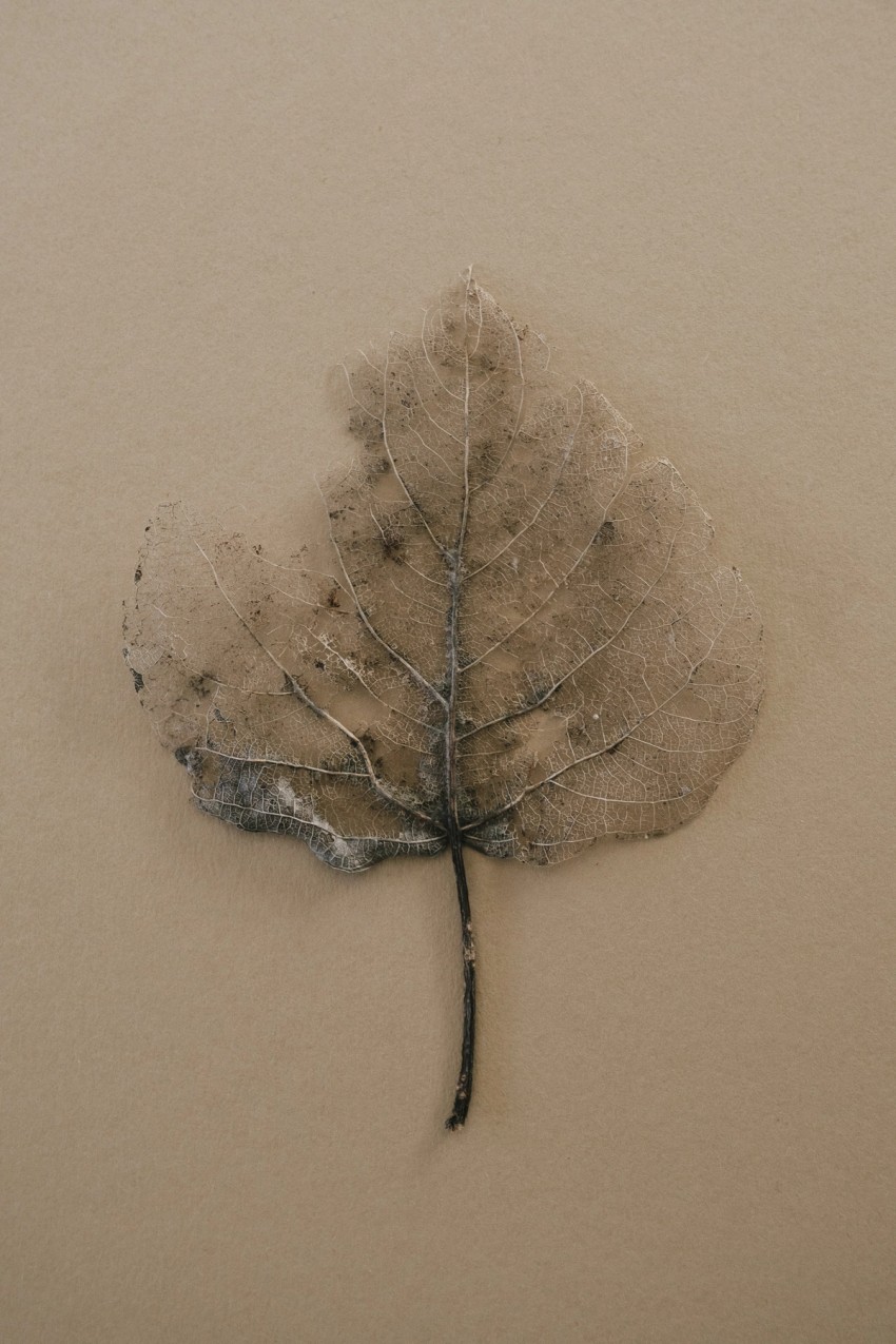 flora by India Hobson