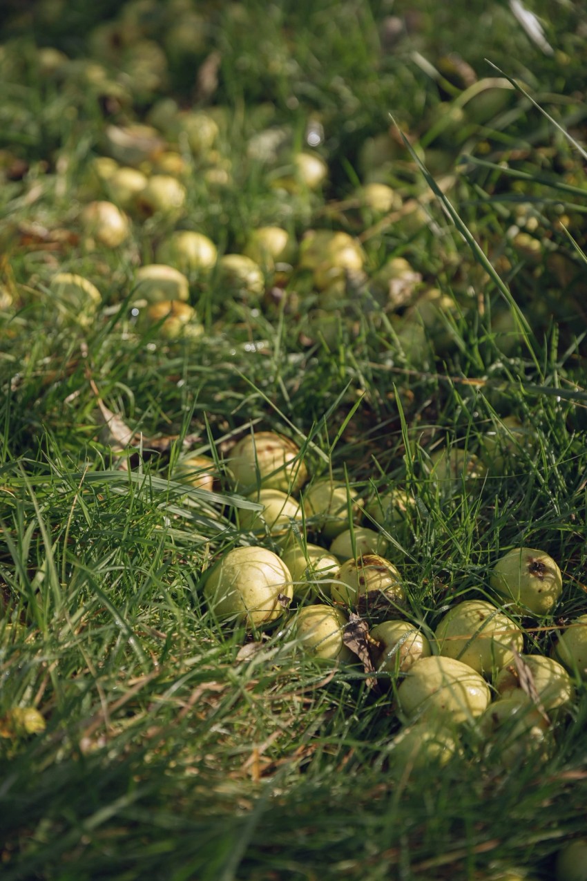 Robinsons Cider by India Hobson