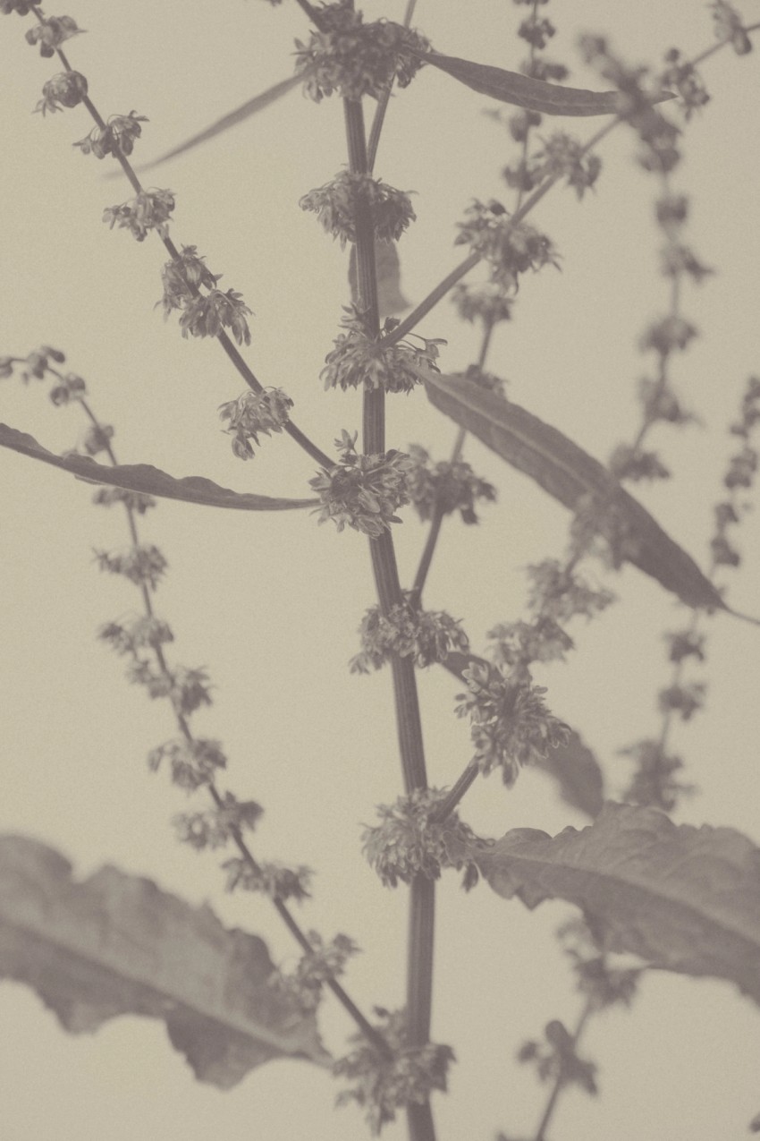 roadside flowers by India Hobson