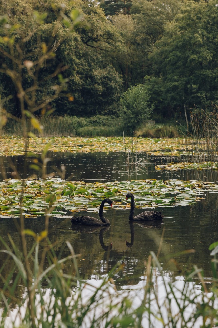 Settle Norfolk by India Hobson