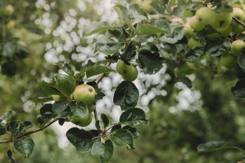 Robinsons Cider by India Hobson