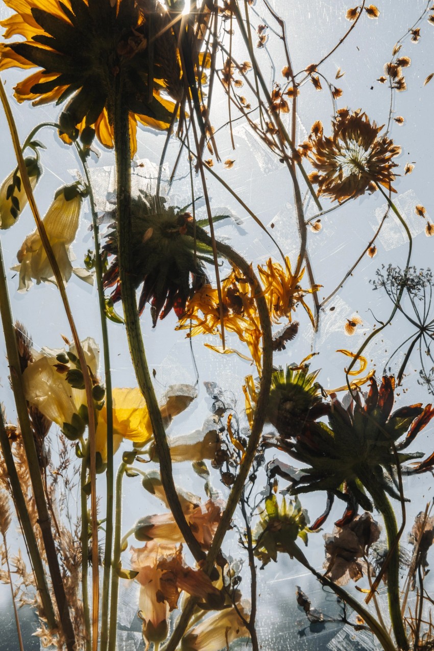 polytunnel paintings by India Hobson
