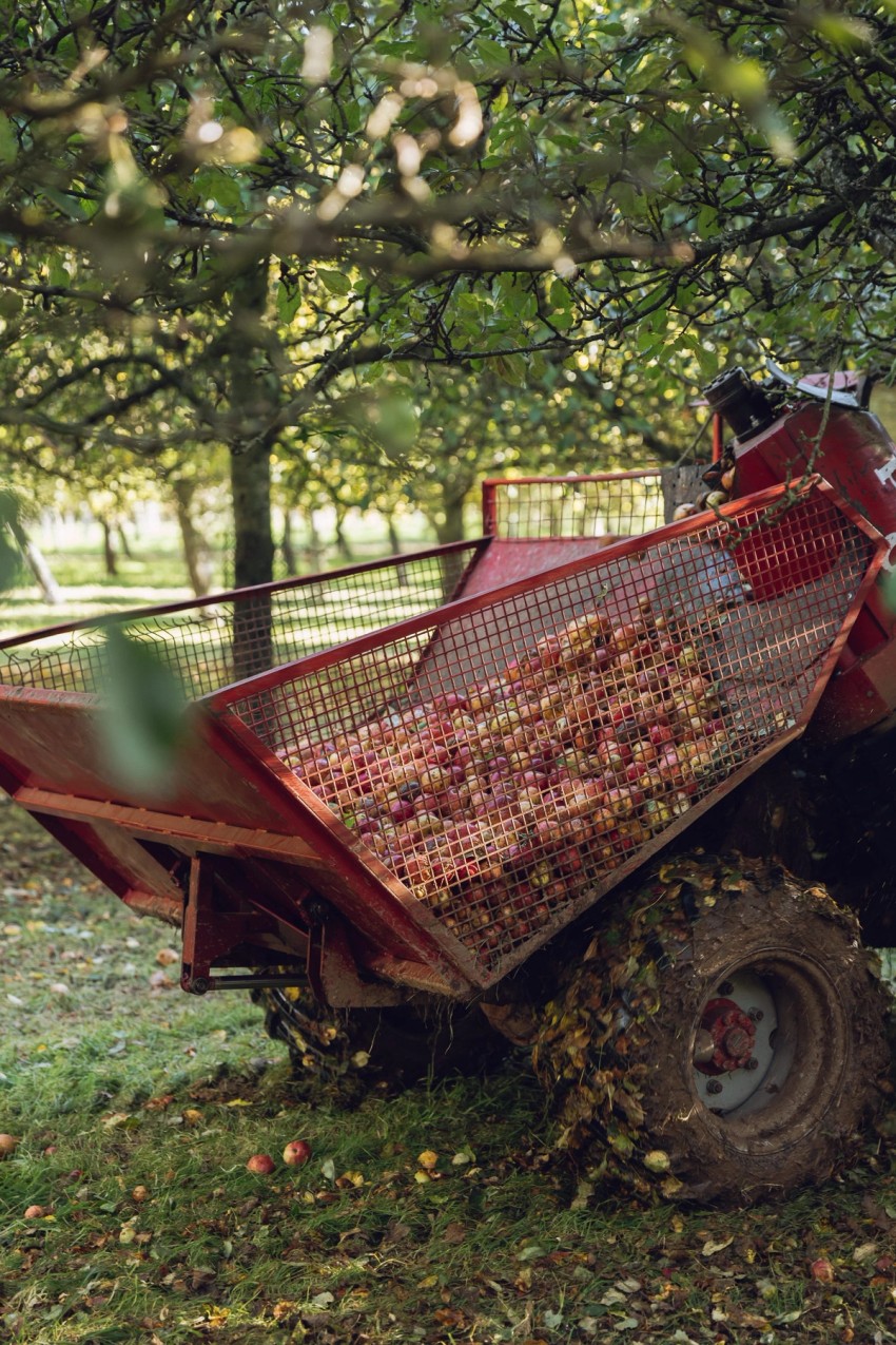 Robinsons Cider by India Hobson