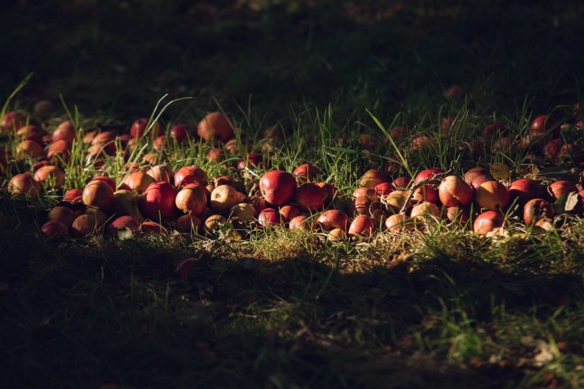 Robinsons Cider by India Hobson