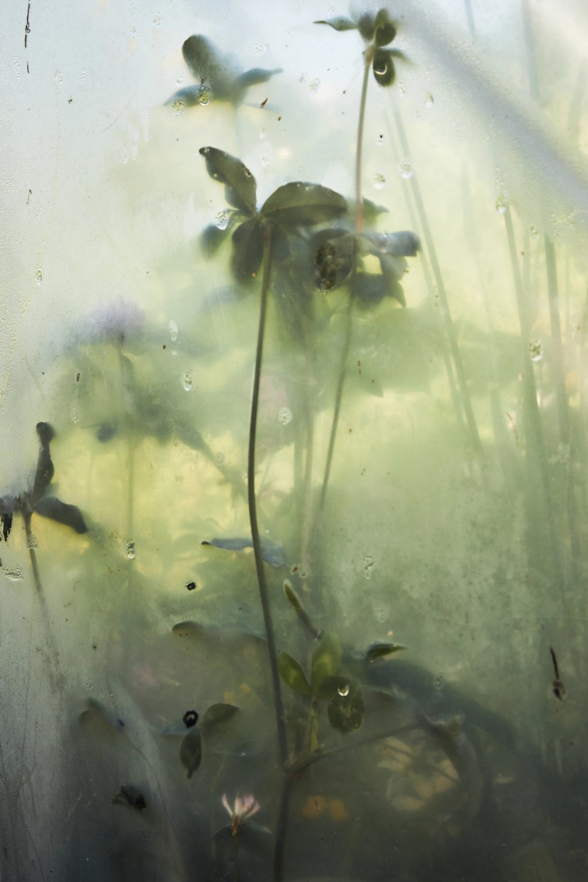 polytunnel paintings by India Hobson