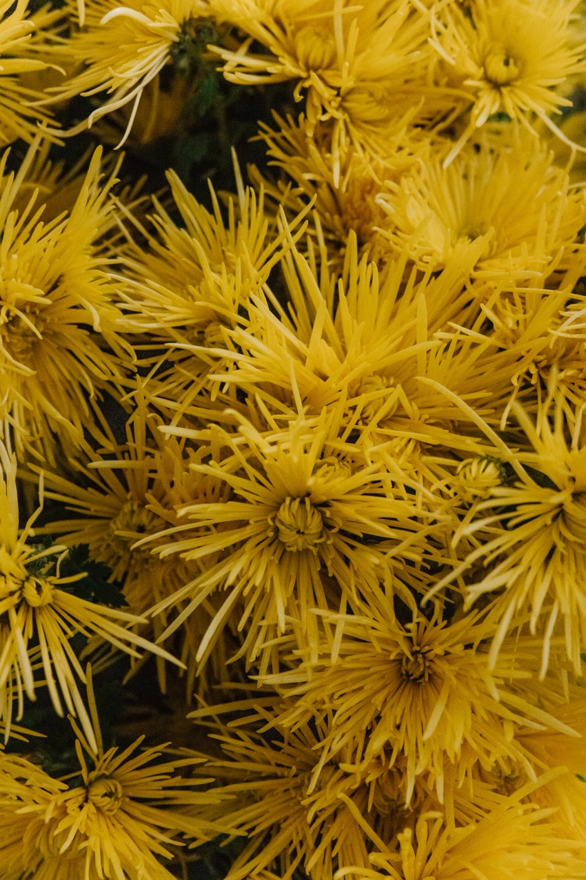 Chrysanthemum by India Hobson