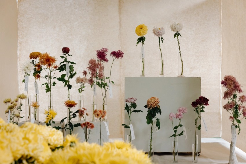 Chrysanthemum by India Hobson