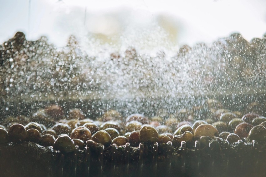 Robinsons Cider by India Hobson