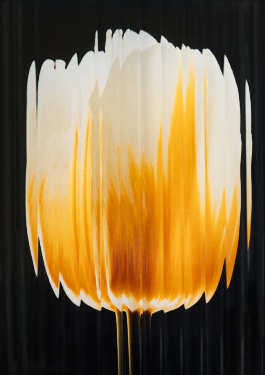 flower paintings by India Hobson
