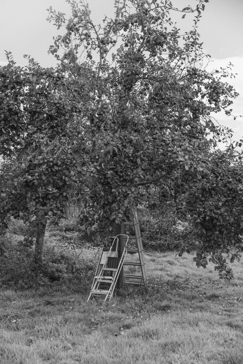 Robinsons Cider by India Hobson
