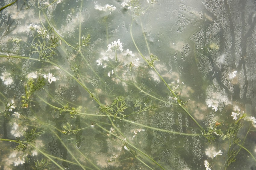 polytunnel paintings by India Hobson