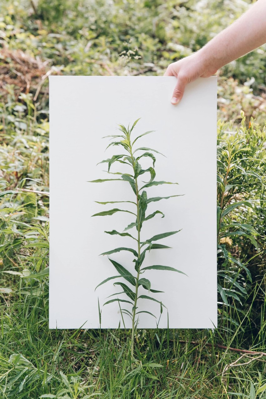 gardens & green by India Hobson