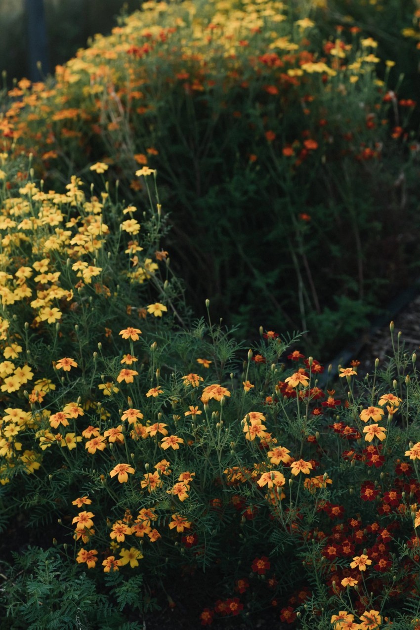 Petalon Flowers by India Hobson